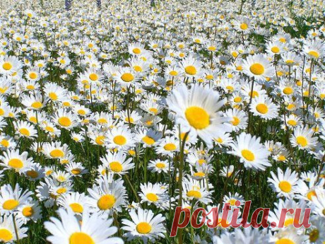 (43) Одноклассники