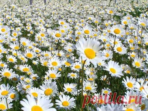 (43) Одноклассники