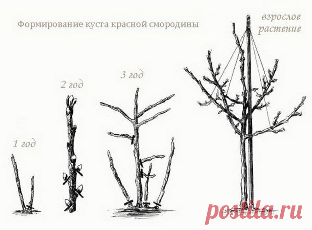 КАК СДЕЛАТЬ ИЗ СМОРОДИНЫ И КРЫЖОВНИКА ДЕРЕВЦЕ ШТАМБОВОЙ ФОРМЫ. - Садоводка