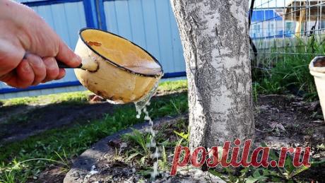 Подкормите этим сливу и вишню весной в марте - апреле. Деревья будут ломаться под весом плодов летом. | Сад огород life | Дзен