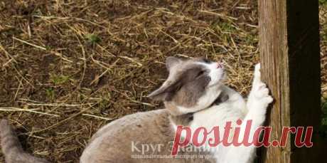 Как приучить котенка к когтеточке