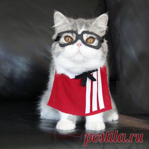 Кот-косплейщик Снупи и его друг Доби (26 фото) | Чёрт побери Пользовательница Интернета по имени Ширли (Shirley) делится фотографиями своих домашних питомцев: кота Снупи (Snoopy) (серый), который стал жить у неё в доме год назад, и его младшего приятеля Доби (Doby). Очень быстро девушка поняла, что Снупи не прочь носить костюмы, которые она для него мастерит. Терпеливо ожидая, пока хозяйка наденет на него новый наряд, кот позволял себя и фотографировать. Снимок за снимком,...