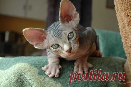 Fester | Flickr - Photo Sharing!