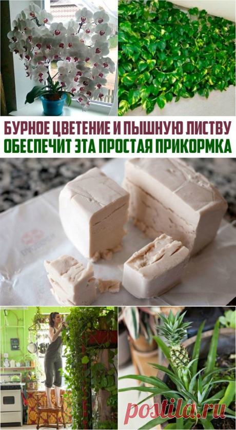 Бурное цветение и пышная листва обеспечены, если полить растения этой простой подкормкой!