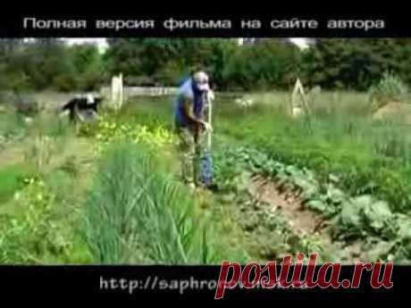 07  Огород в родовом поместье (капуста)