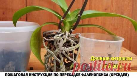 (50) Одноклассники