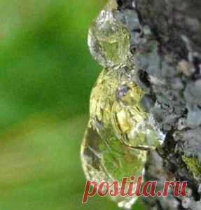 Живица — целебная смола