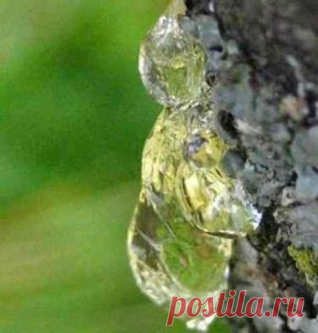 Живица — целебная смола