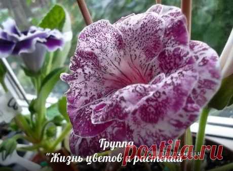 Новости.Глоксинии в период покоя.