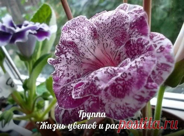 Новости.Глоксинии в период покоя.