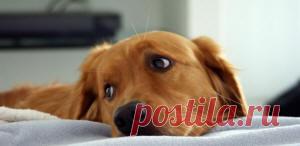 Рвота белой пеной у собаки рвота слизью