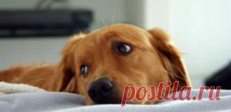 Рвота белой пеной у собаки рвота слизью