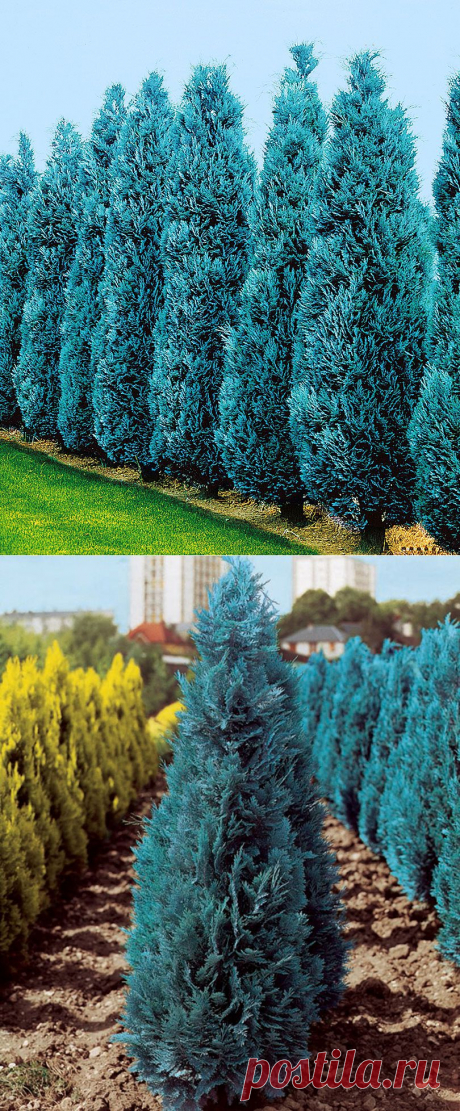 Кипарис
Lawson's Cypress 'Columnaris' | Specials from Spalding Bulb