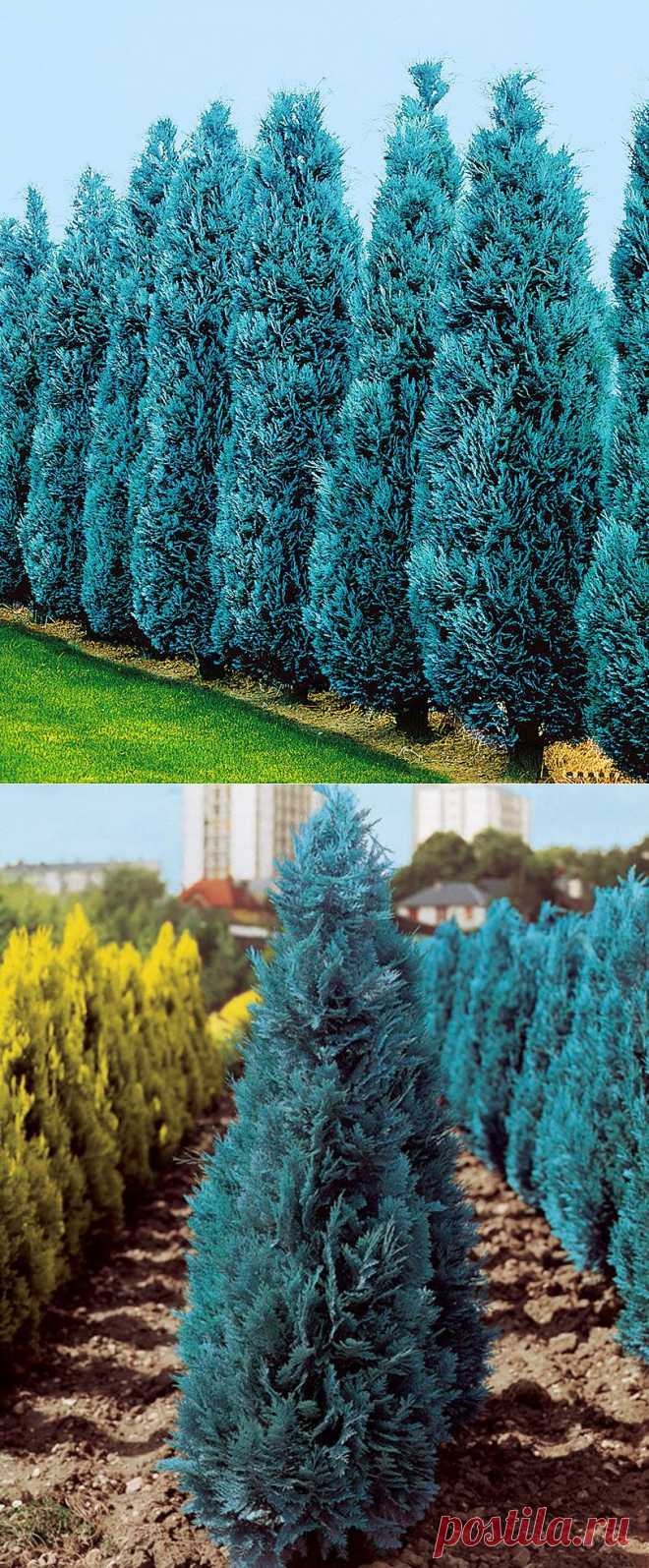 Кипарис
Lawson's Cypress 'Columnaris' | Specials from Spalding Bulb