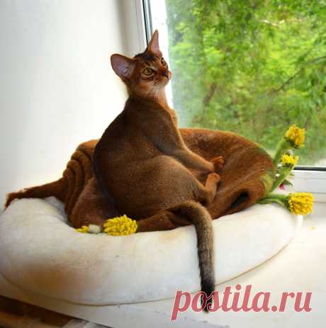 Абиссинский кот дикого окраса , питомник абиссинских кошек Super-Aby