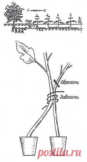 Энциклопедия Технологий и Методик - Тайны выращивания помидор