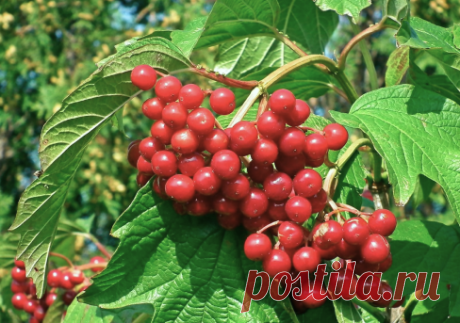 Купить саженцы декоративных деревьев из питомника "КСП" – доставка почтой, СДЭК