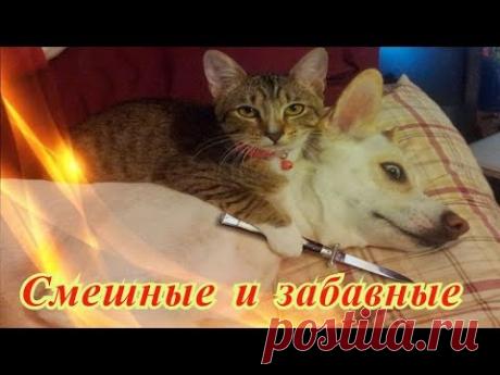Прикольные животные видео Кошки Собаки Позитив Создай себе хорошее настроение - YouTube