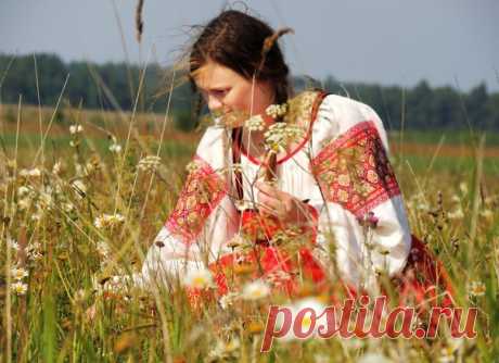 ДИКОРАСТУЩИЕ РАСТЕНИЯ И ДАРЫ ПРИРОДЫ – БЕСПЛАТНАЯ ЕДА! (+ рецепты из дикоросов) | ЛЮБОДАР - портал для самопознания и развития
