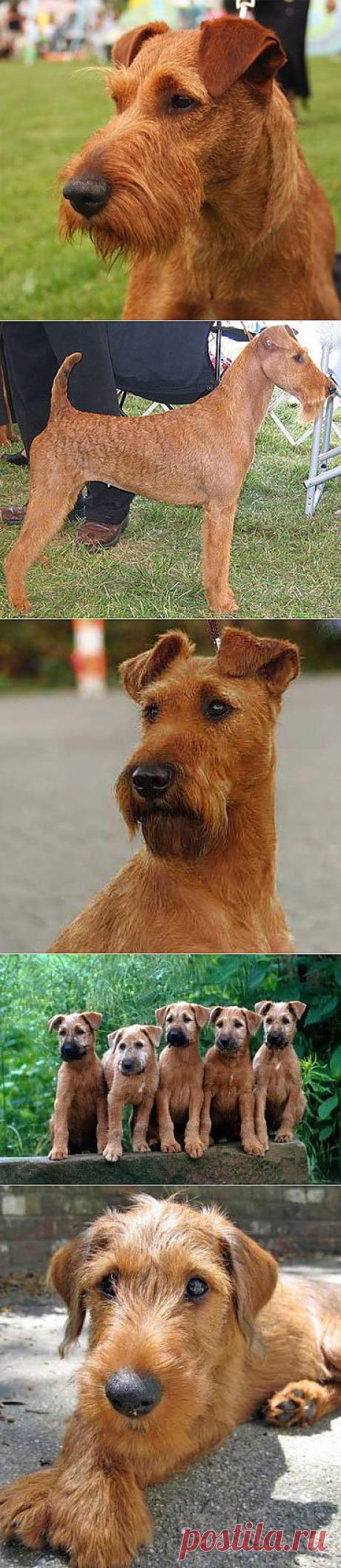 Ирландский терьер | Породы собак | Животные и породы | Animal.ru