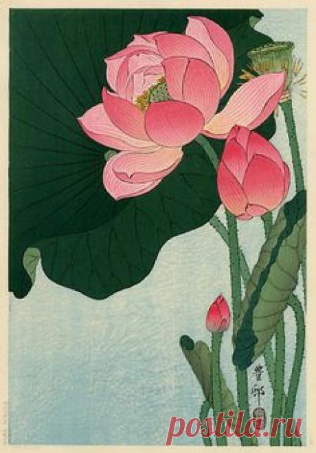 Ohara Koson (1877-1945) | "A Gallinule beneath Flowering Lotus"    1910