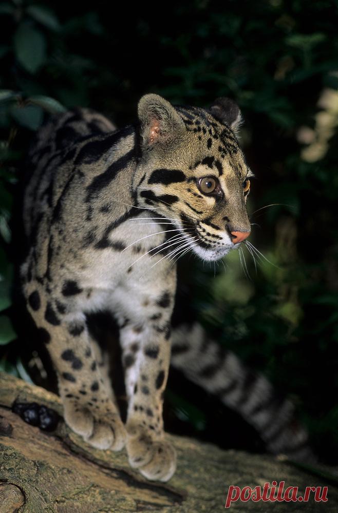 MCL006.jpg | Терри Уиттакер Фотография