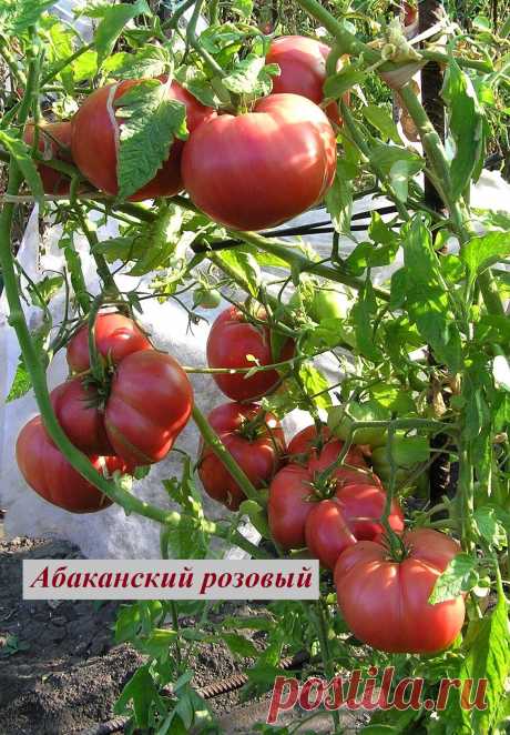 Помидор абаканский розовый фото Огород без хлопот - информационный сайт для дачников, садоводов и огородников.