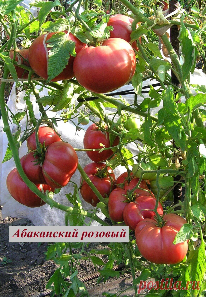 Помидор абаканский розовый фото Огород без хлопот - информационный сайт для дачников, садоводов и огородников.