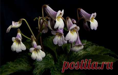 Цветы Хириты фото - Хирита Уход, размножение, каталог - Все о фиалках узамбарских - Домашний день