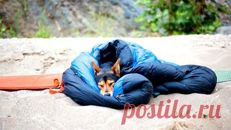 Спальник для собаки — Birdy Magazine. Журнал об искусстве жить своей жизнью