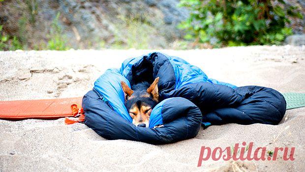 Спальник для собаки — Birdy Magazine. Журнал об искусстве жить своей жизнью