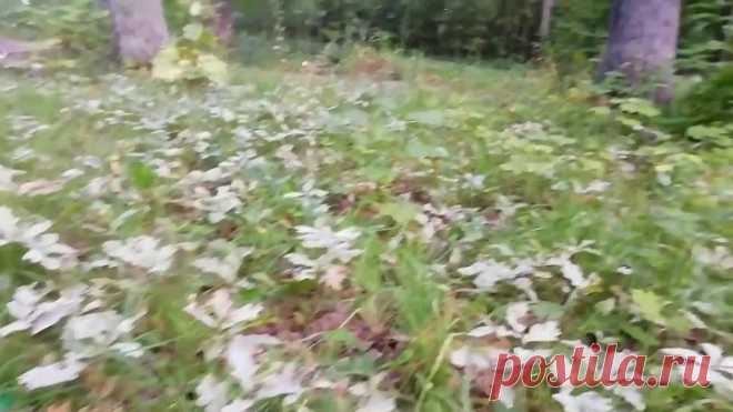 ДОМАШНИЙ РЕЦЕПТ ЭЛИТНОГО КОНЬЯКА! В магазине больше коньяк не покупаю