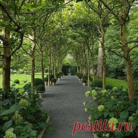 Photo by Gardening Magics on January 07, 2022. May be an image of tree and nature.