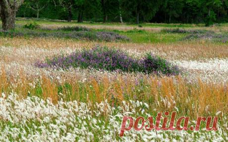 КАК ОПРЕДЕЛИТЬ КАЧЕСТВО ПОЧВЫ БЕЗ ХИМИЧЕСКОГО АНАЛИЗА — 6 соток