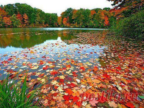 Осенний пруд