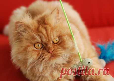 Рыжий перс Garfi