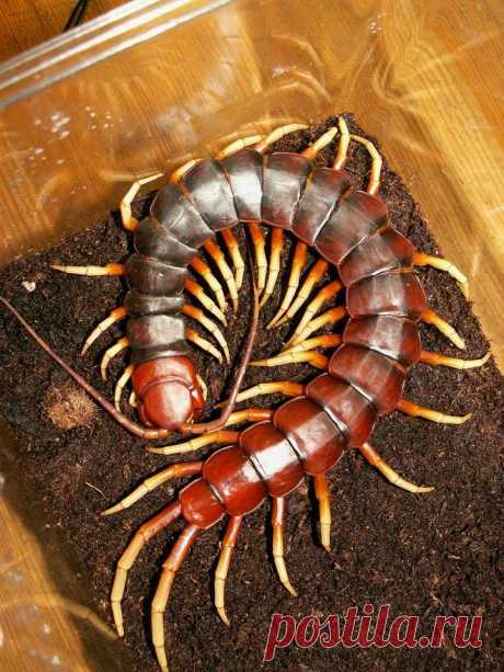 Гигантская сколопендра (Scolopendra gigantea) | Чёрт побери