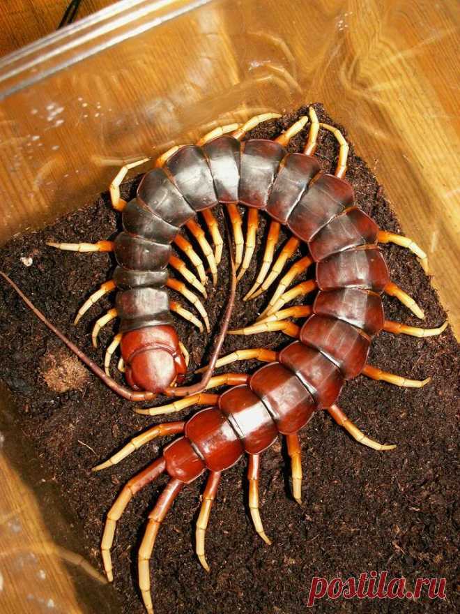 Гигантская сколопендра (Scolopendra gigantea) | Чёрт побери