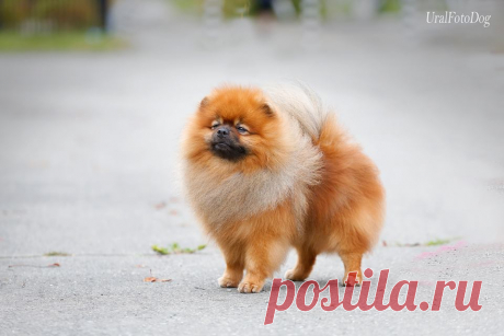 ТЕКС  НА ПРОГУЛКЕ