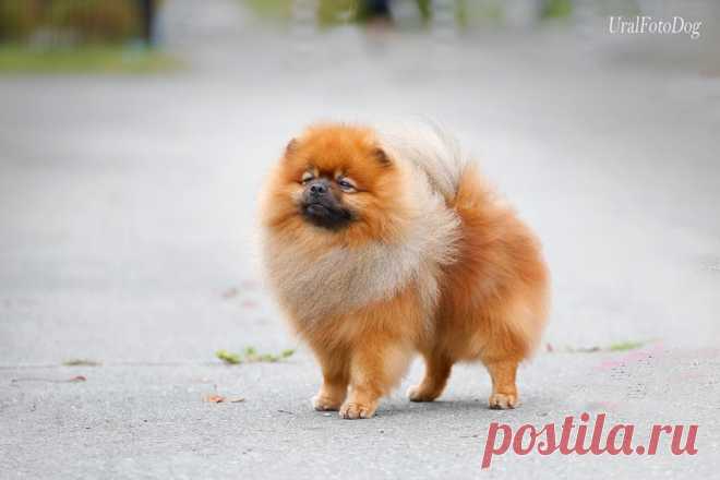 ТЕКС  НА ПРОГУЛКЕ