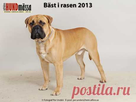 BULLMASTIFF Domare: OJALVO DAVID, ARGENTINA     LIRUS ADONIS Ägare: ISAKSSON TERESE, SJÖVIK Uppfödare: ANDERSSON MARIA, TORNA-HÄLLESTAD
