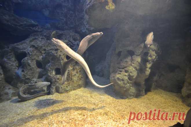 На дне морском