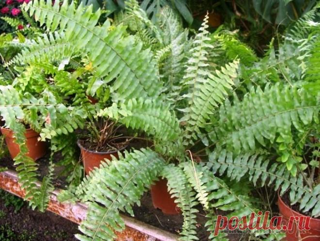 Пересадка папоротника: что надо знать, чтобы растение ее легко перенесло?