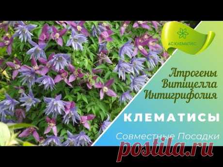 КЛЕМАТИСЫ. Планируем совместные посадки. Часть 2.  Видовые подгруппы.