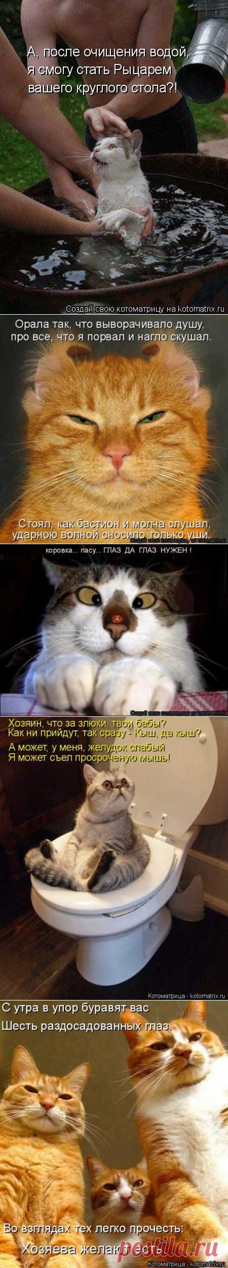 Свежая котоматрица (32 фото)