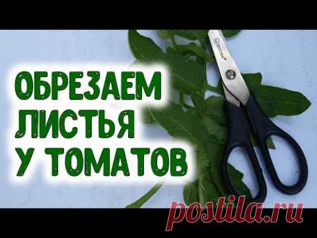 Для получения высокого урожая томатов нужно так обрезать листья