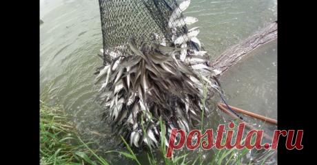 Ведро рыбы - как наловить пластиковой бутылкой за час - видео онлайн Видео: Ведро рыбы - как наловить пластиковой бутылкой за час -  бесплатно. Рубрика: Видео о рыбалке. Добавлено пользователем Frost2016 в 2020 году. Вот когда такие заголовки я читаю, всегда вопрос - а реально такое возможно? Глянул видео и задумался - а почему нет? Технически рыбу...