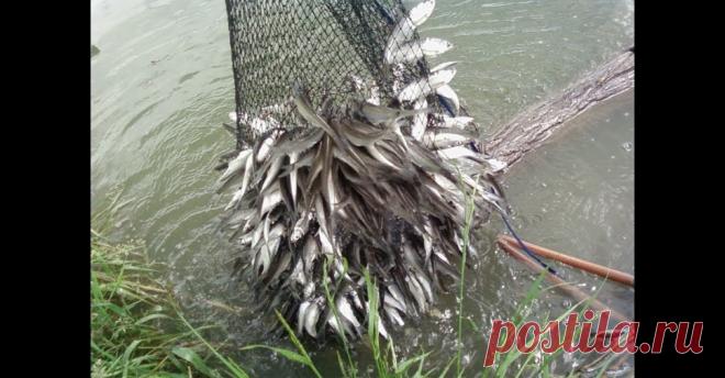 Ведро рыбы - как наловить пластиковой бутылкой за час - видео онлайн Видео: Ведро рыбы - как наловить пластиковой бутылкой за час -  бесплатно. Рубрика: Видео о рыбалке. Добавлено пользователем Frost2016 в 2020 году. Вот когда такие заголовки я читаю, всегда вопрос - а реально такое возможно? Глянул видео и задумался - а почему нет? Технически рыбу...