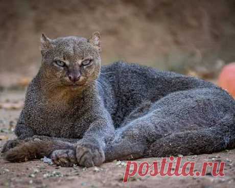Jaguarundi (Puma yagouaroundi)