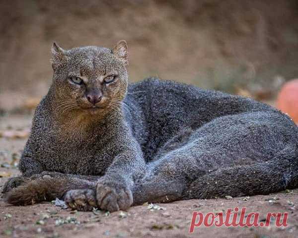 Jaguarundi (Puma yagouaroundi)